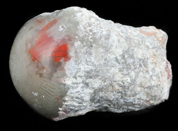 Pennsylvanian Aged Red Agatized Horn Coral - Utah #46730
